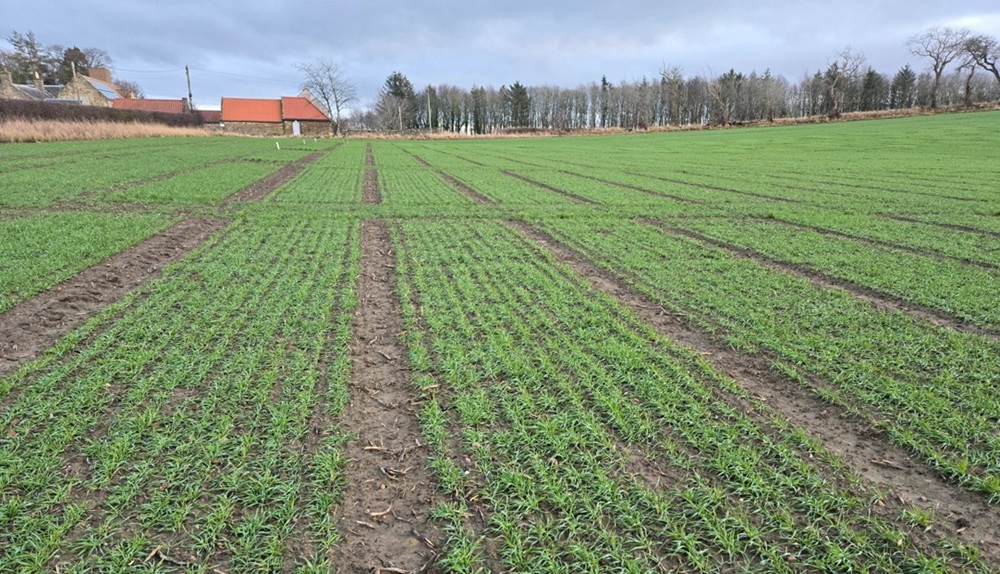 Winter wheat biofungicide trial plots (January 2026)